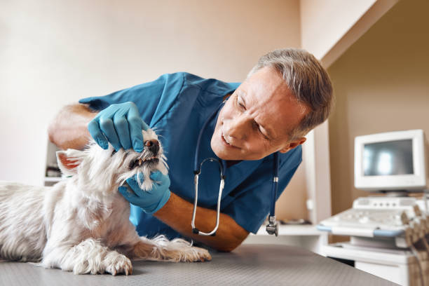 Emergency Dentist Open Today in NC
